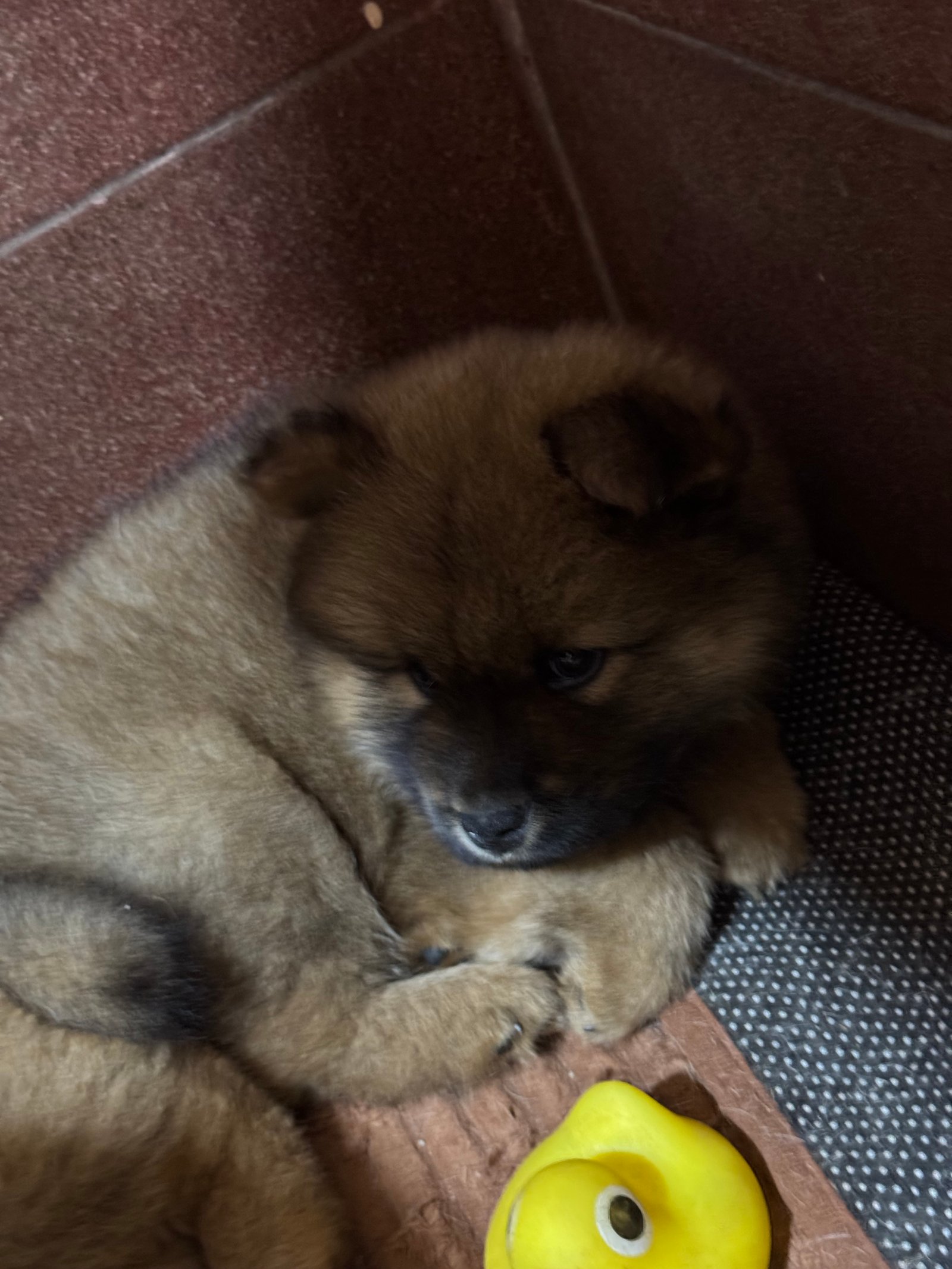Chow-Chow Filhotes - Foto 3