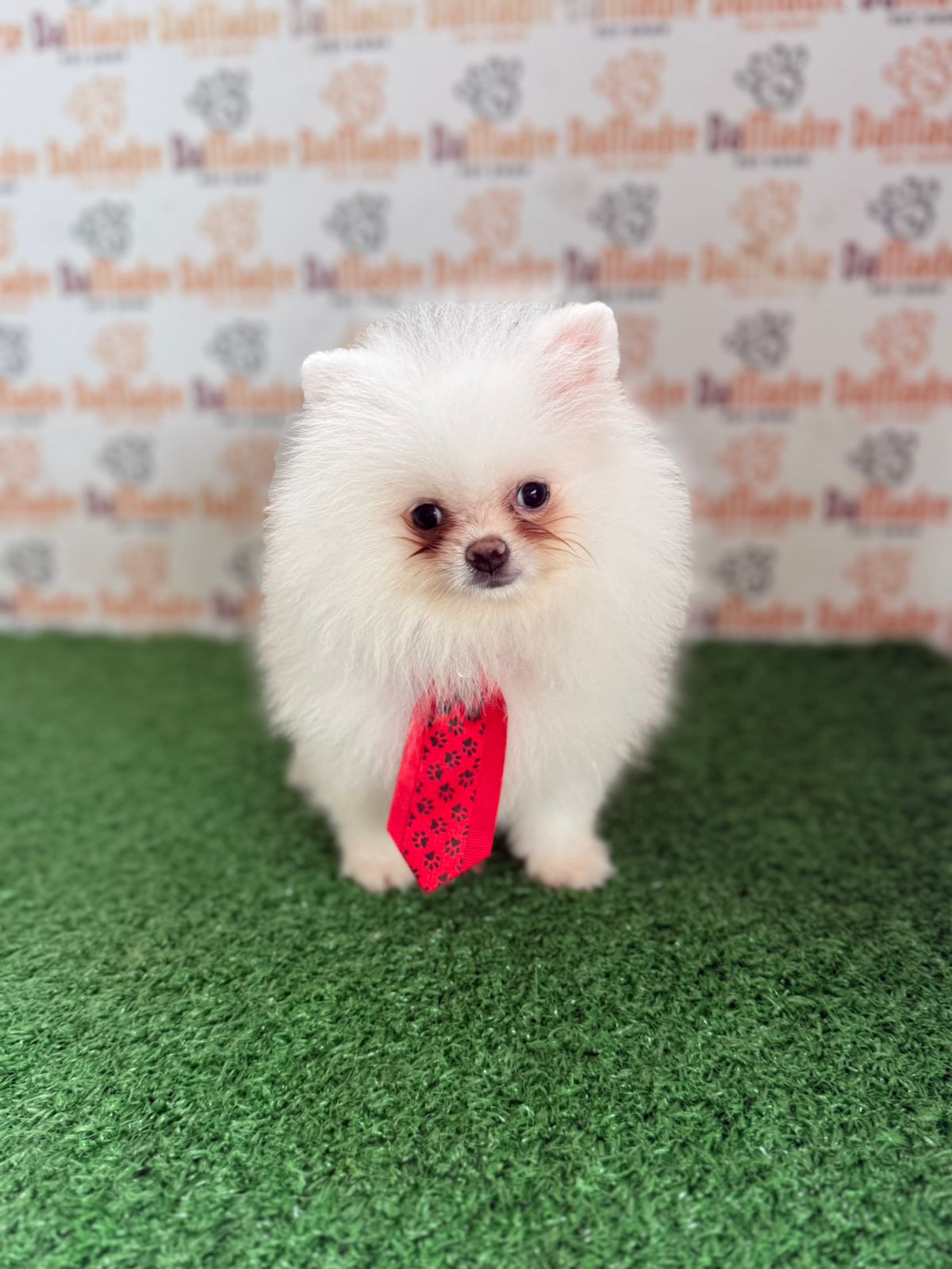 Portal Vendocão Spitz Alemão Macho e Fêmea  Londrina