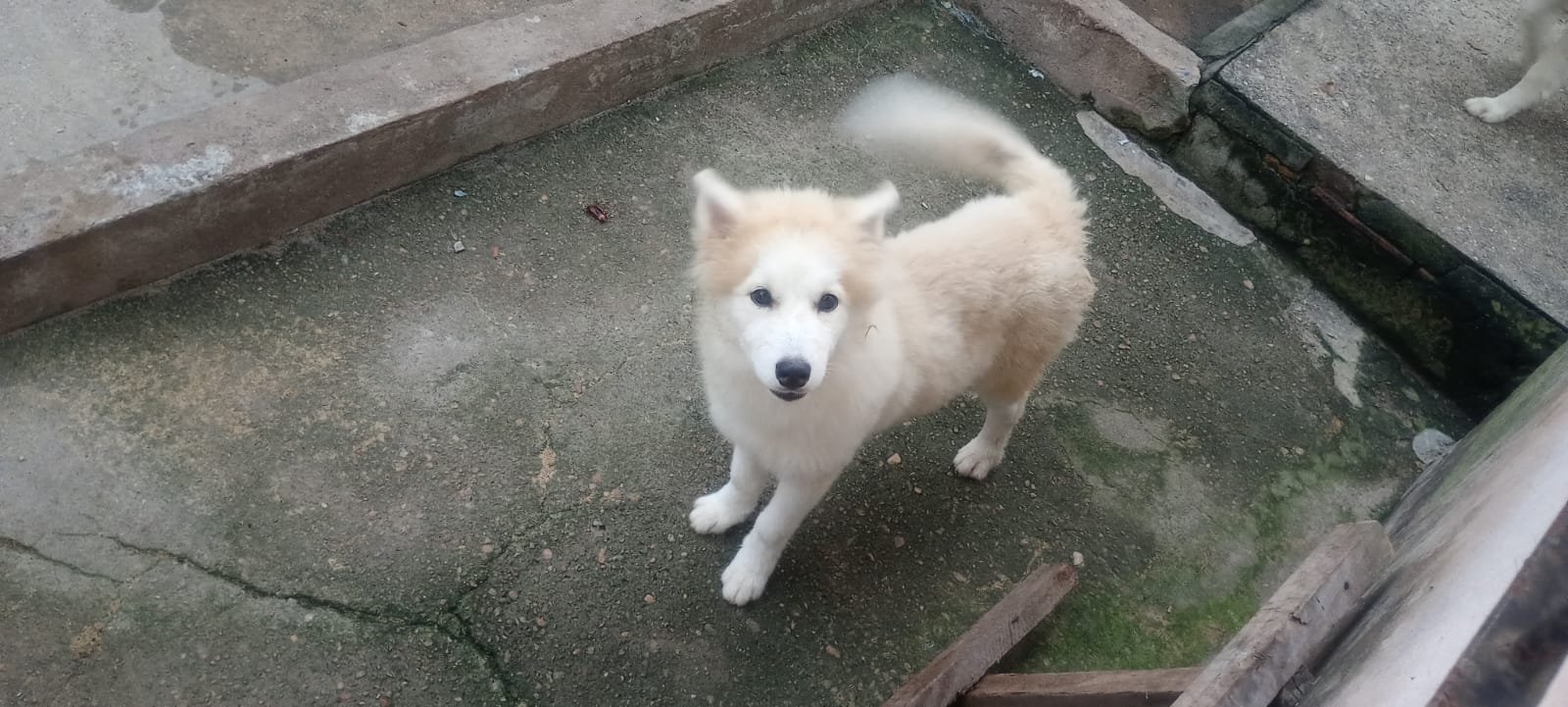 husky siberiano fêmea  - Foto 2