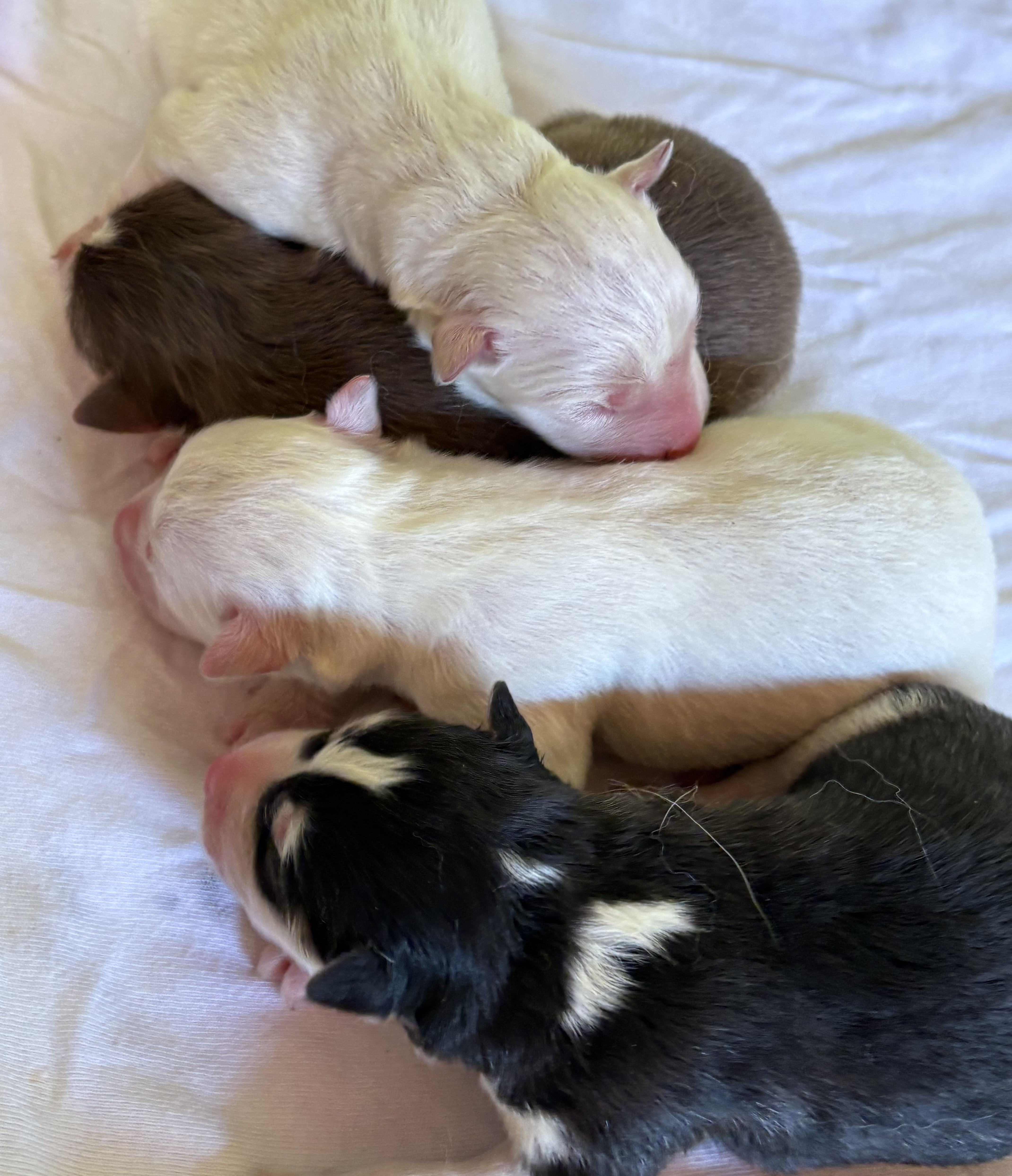 Filhotes de husky siberiano - canil Arcádia kennel - Foto 3