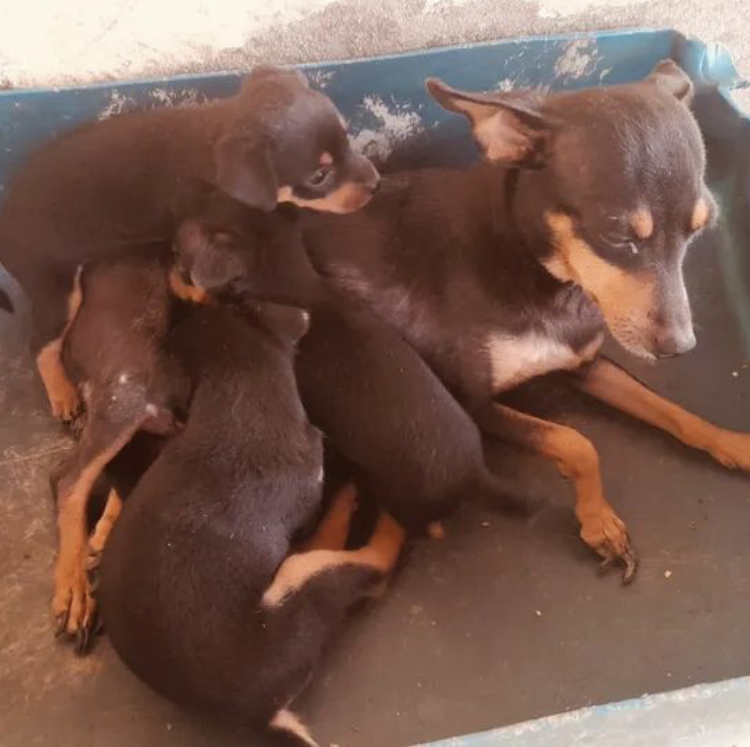 Portal Vendocão Cachorro pinscher  Cascavel