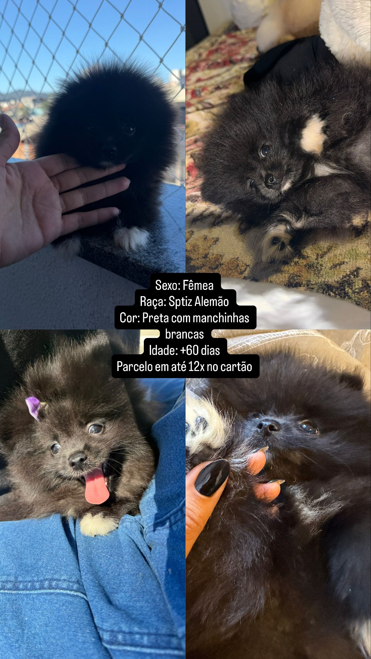 Filhotes Sptiz alemão/Lulu da pomerania  - Foto 3