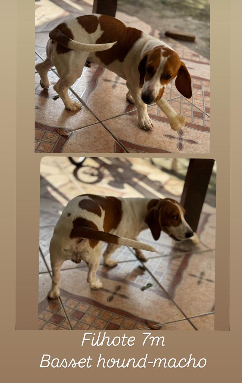Portal Vendocão Filhote Basset  Contagem