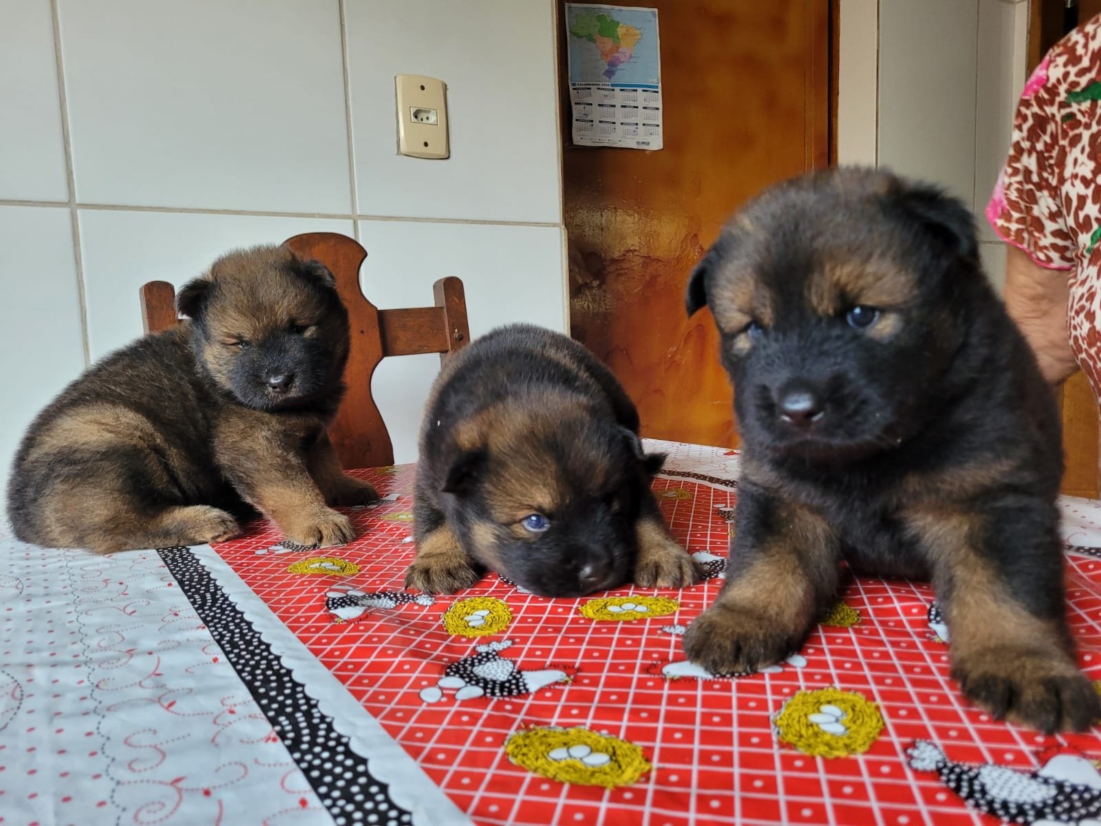 Vendo filhote Chusky - Husky com Chow Chow - Foto 2