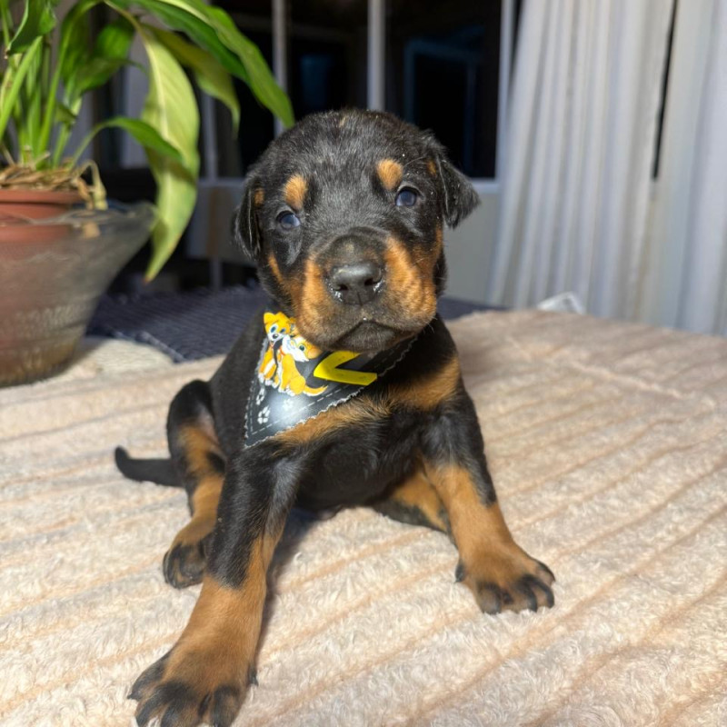 Doberman Europeu - Foto 2