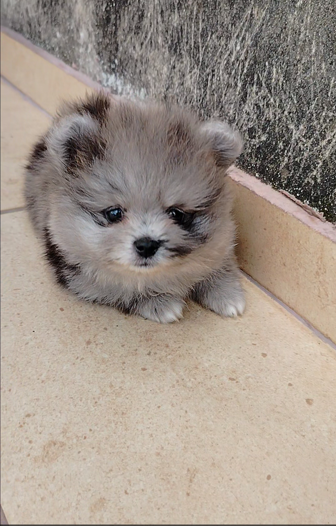 Portal Vendocão Vendo filhotes de Lulu da Pomerânia  Barra do Piraí 