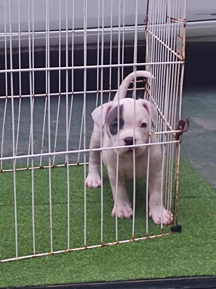 Portal Vendocão VENDO FILHOTES DE AMERICAN BULLY Fortaleza