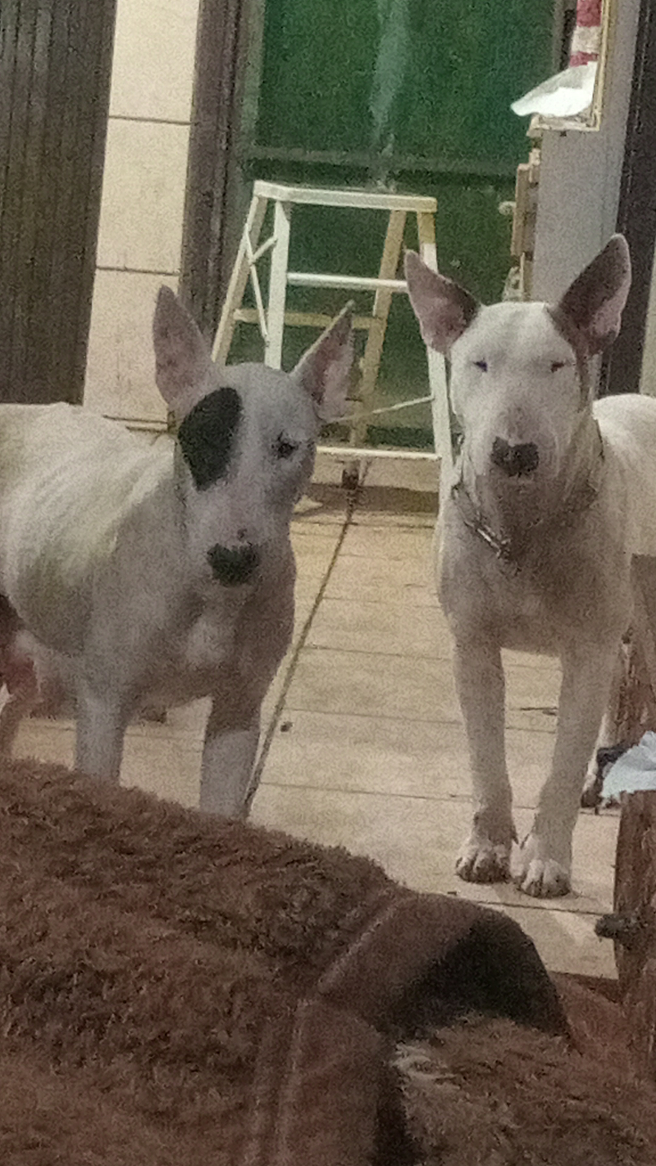 Portal Vendocão Bull terrier  filhotes Piedade 