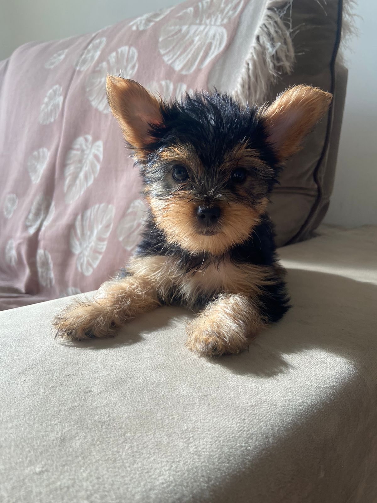 Yorkshire fêmea 2 meses - Foto 2