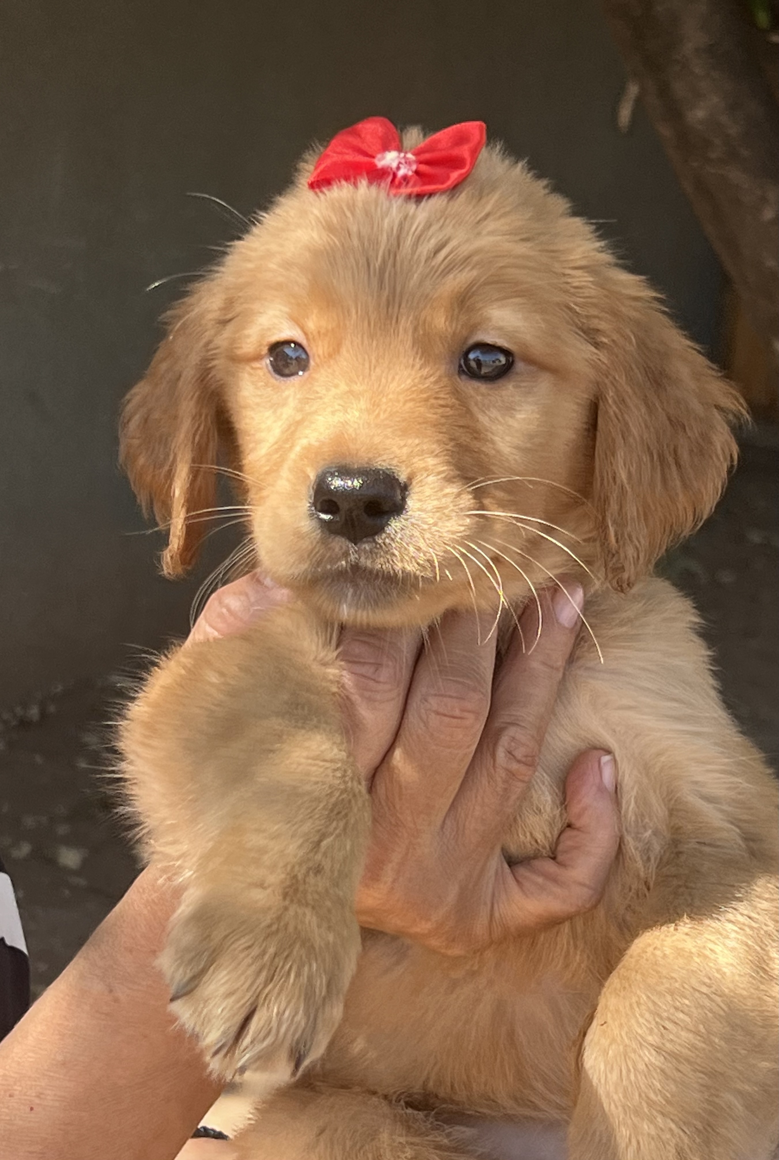 Portal Vendocão Golden Retriever filhote puro sangue  Campo grande