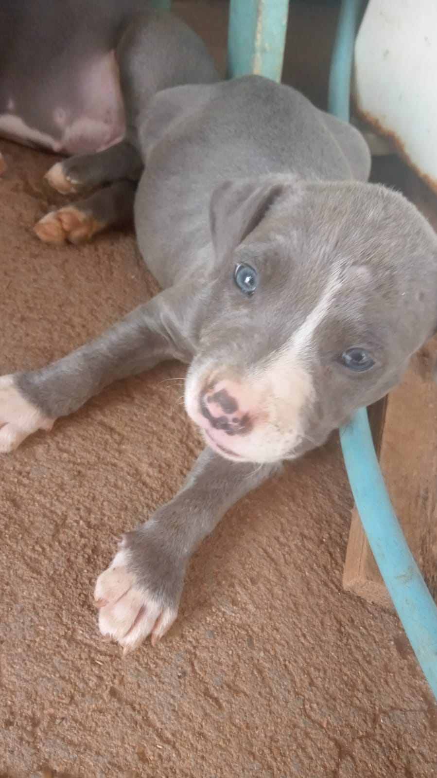 American Staffordshire terrier  - Foto 1