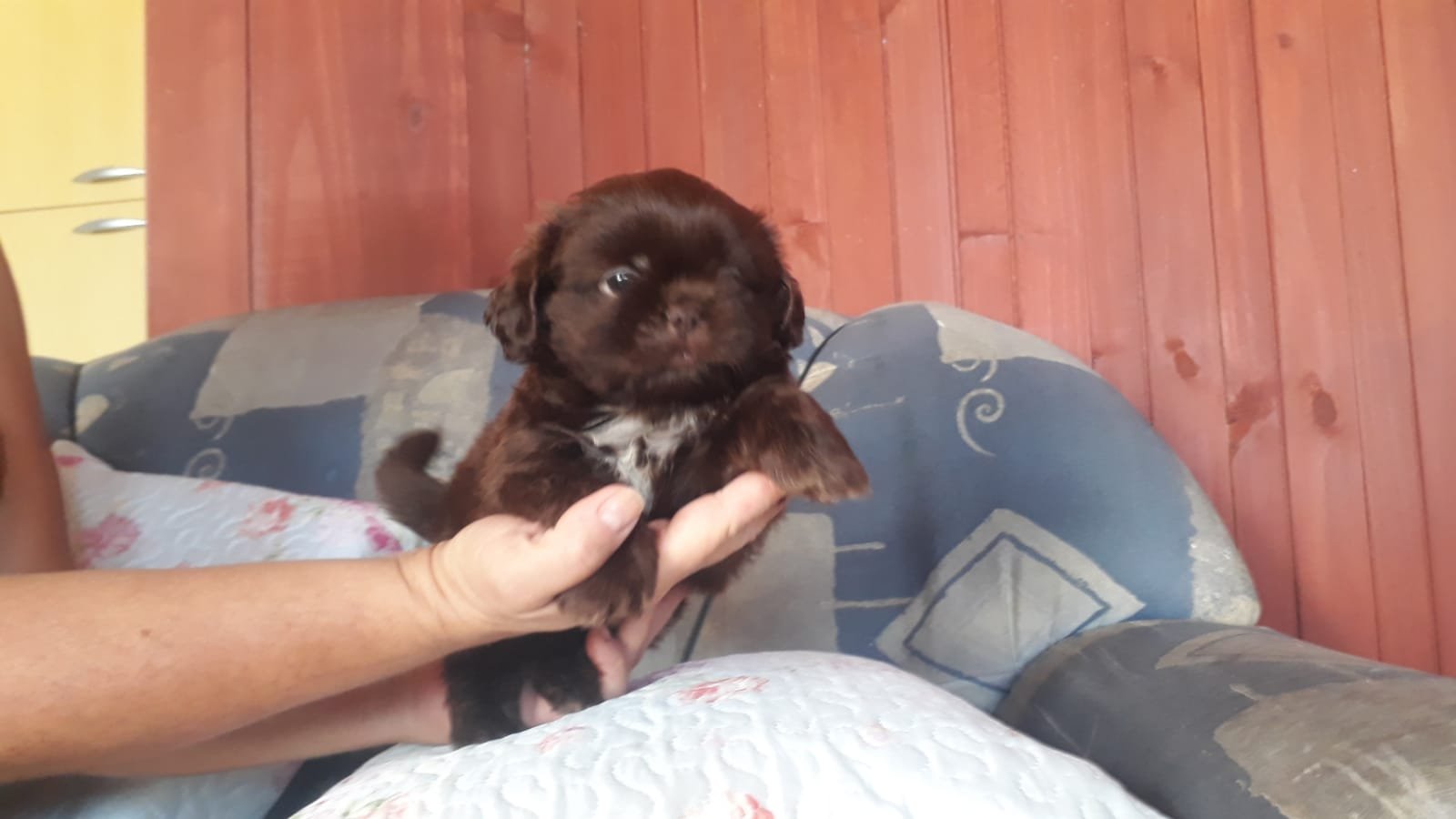 Shih tzu - Foto 4