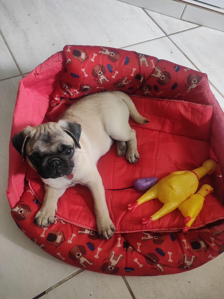 Portal Vendocão Pugs Fêmia. Rio das Ostras