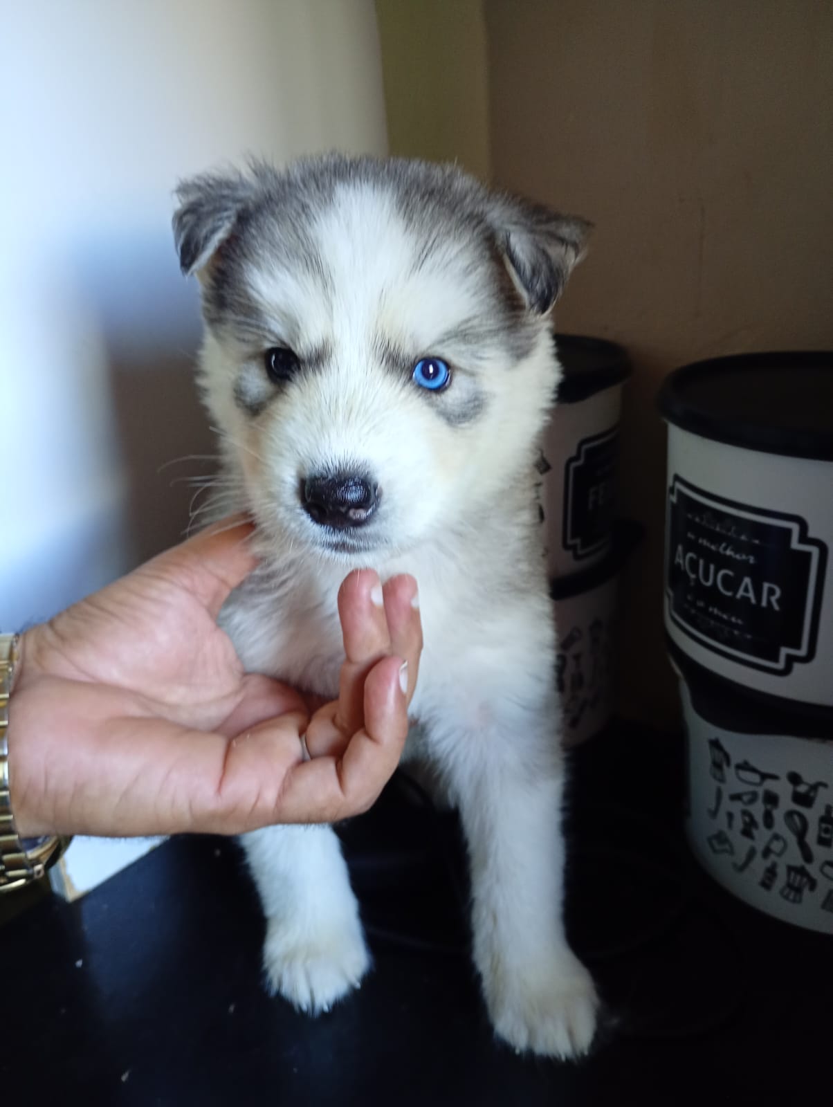 Vendo Filhote de Husky Siberiano Macho  - Foto 1