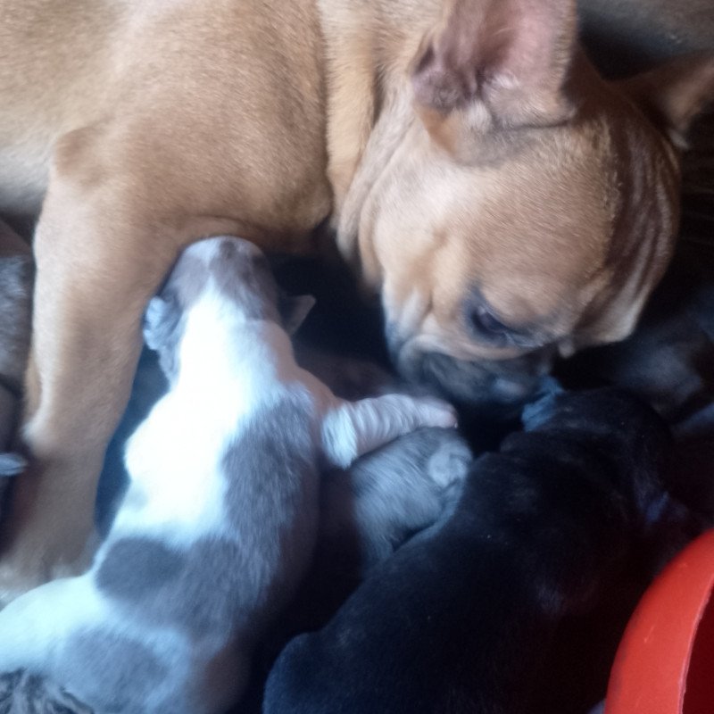 Filhote Bulldog francês - Foto 1