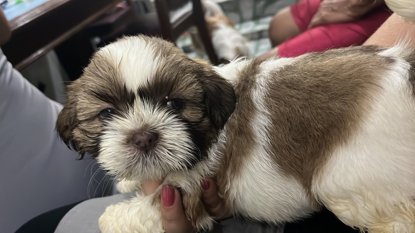 Venda de cachorrinho Shiatzu - Foto 3