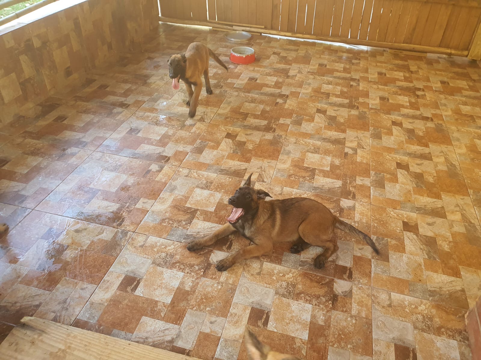 Portal Vendocão Pastor Belga de Malinois Brasília 