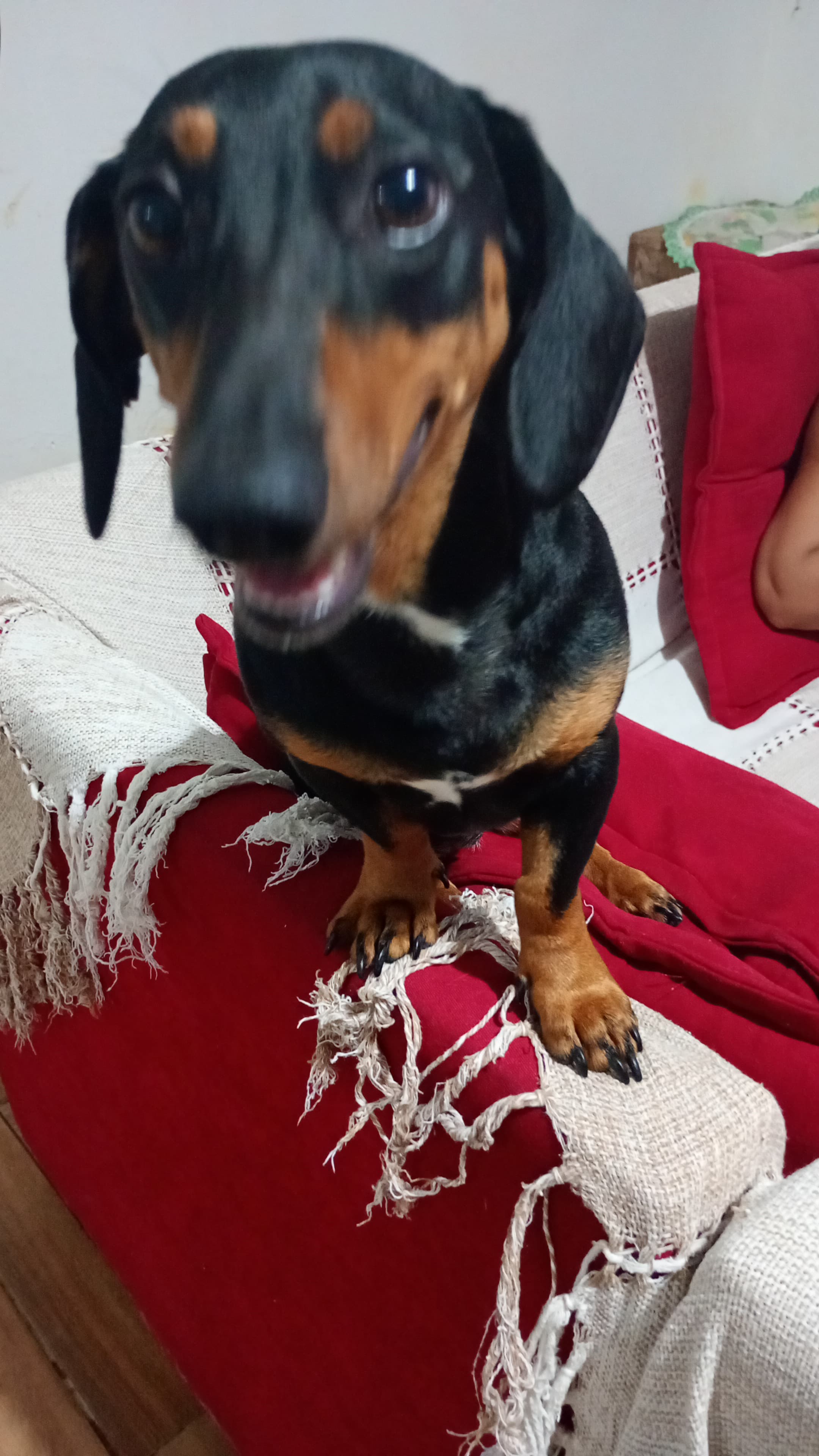 Vendo linda salsichinha fêmea dócil  - Foto 1