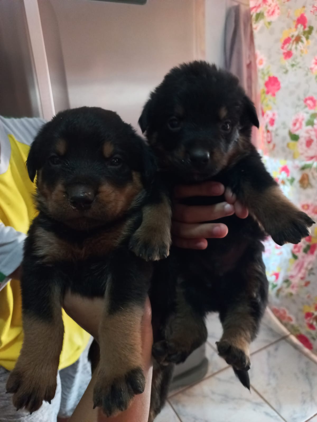 filhotes de Rottweiler Várzea Grande