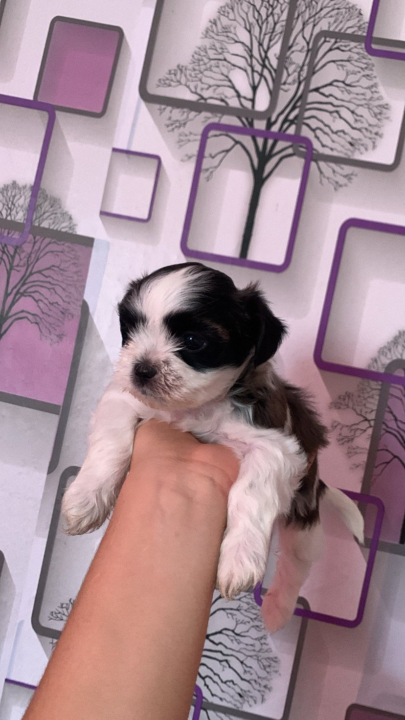 Filhotes de shih tzu  - Foto 2