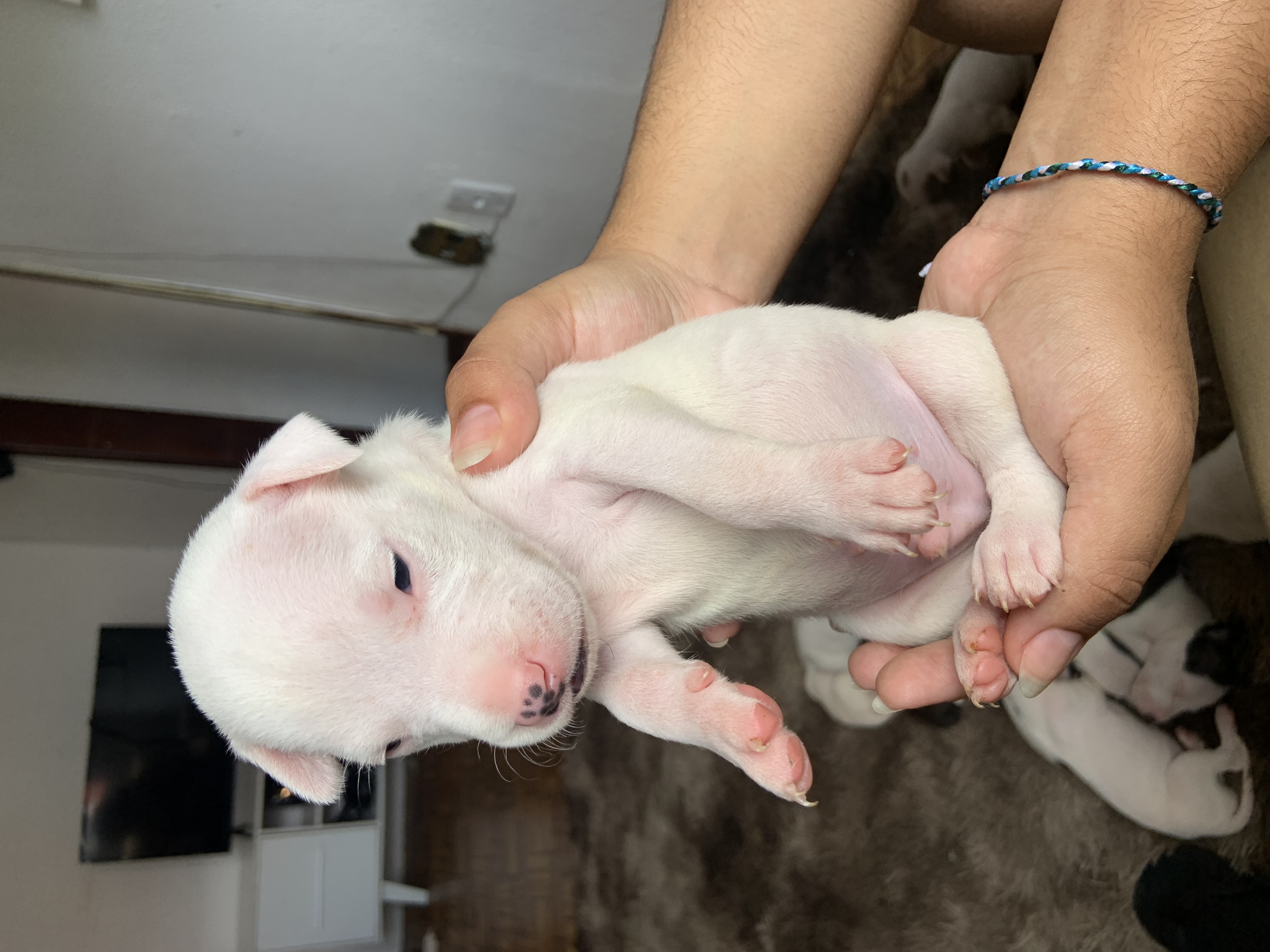 Vendo pitbull - Foto 2