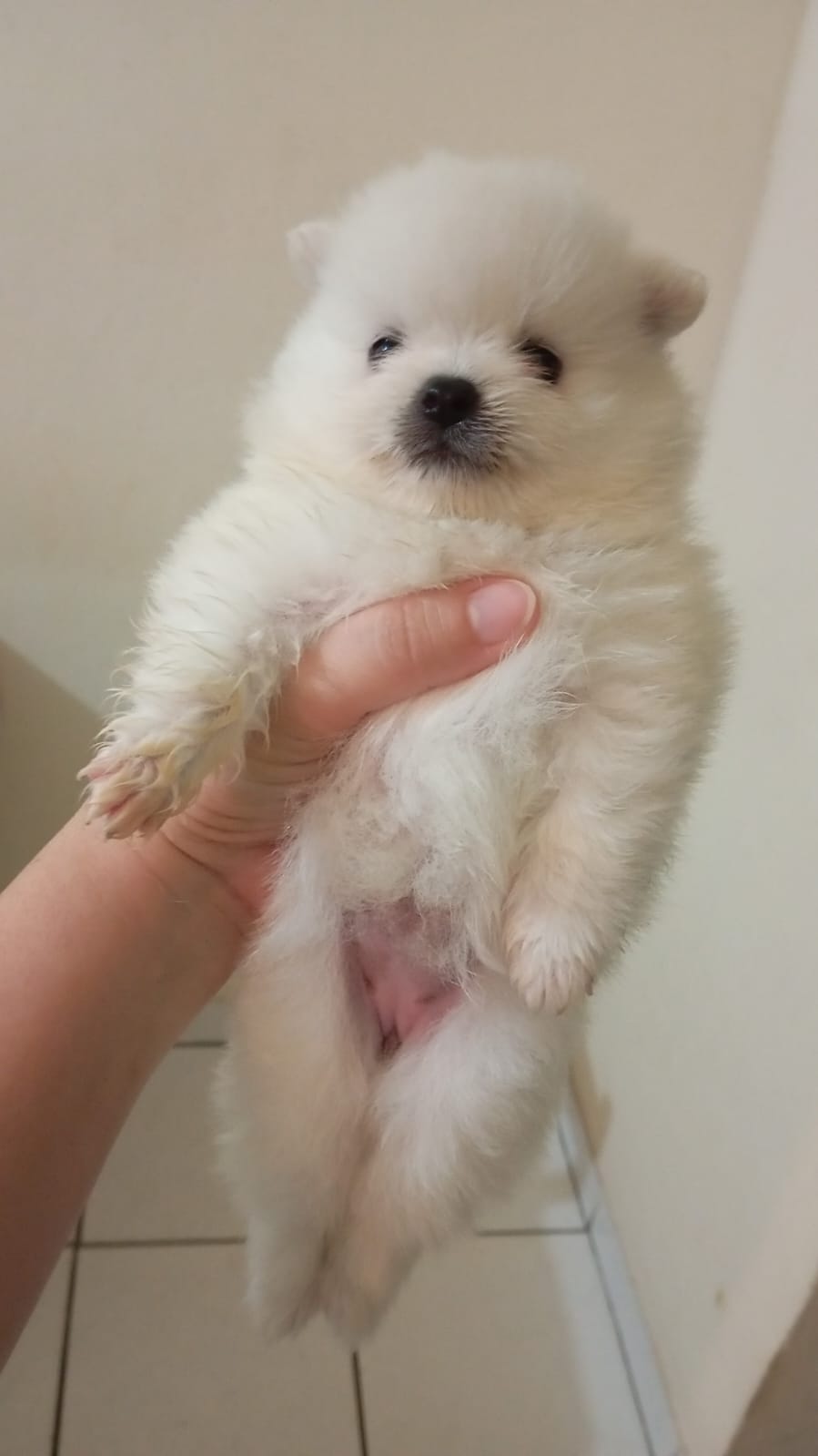 Portal Vendocão Filhote de Lulu da Pomerânia  Feira de Santana 