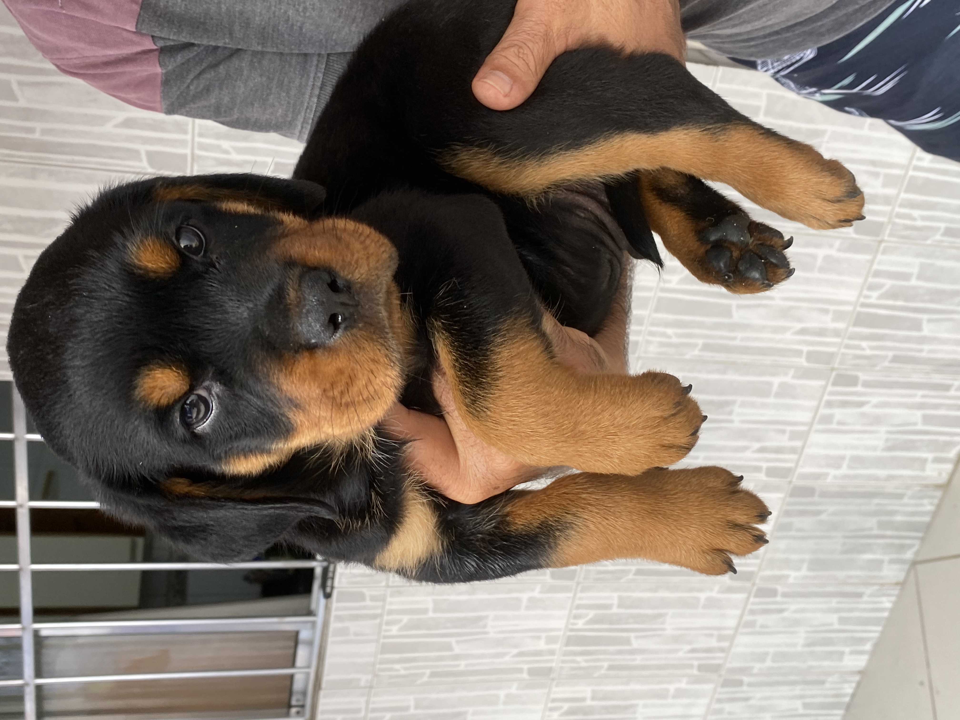 Rottweiler - Foto 1