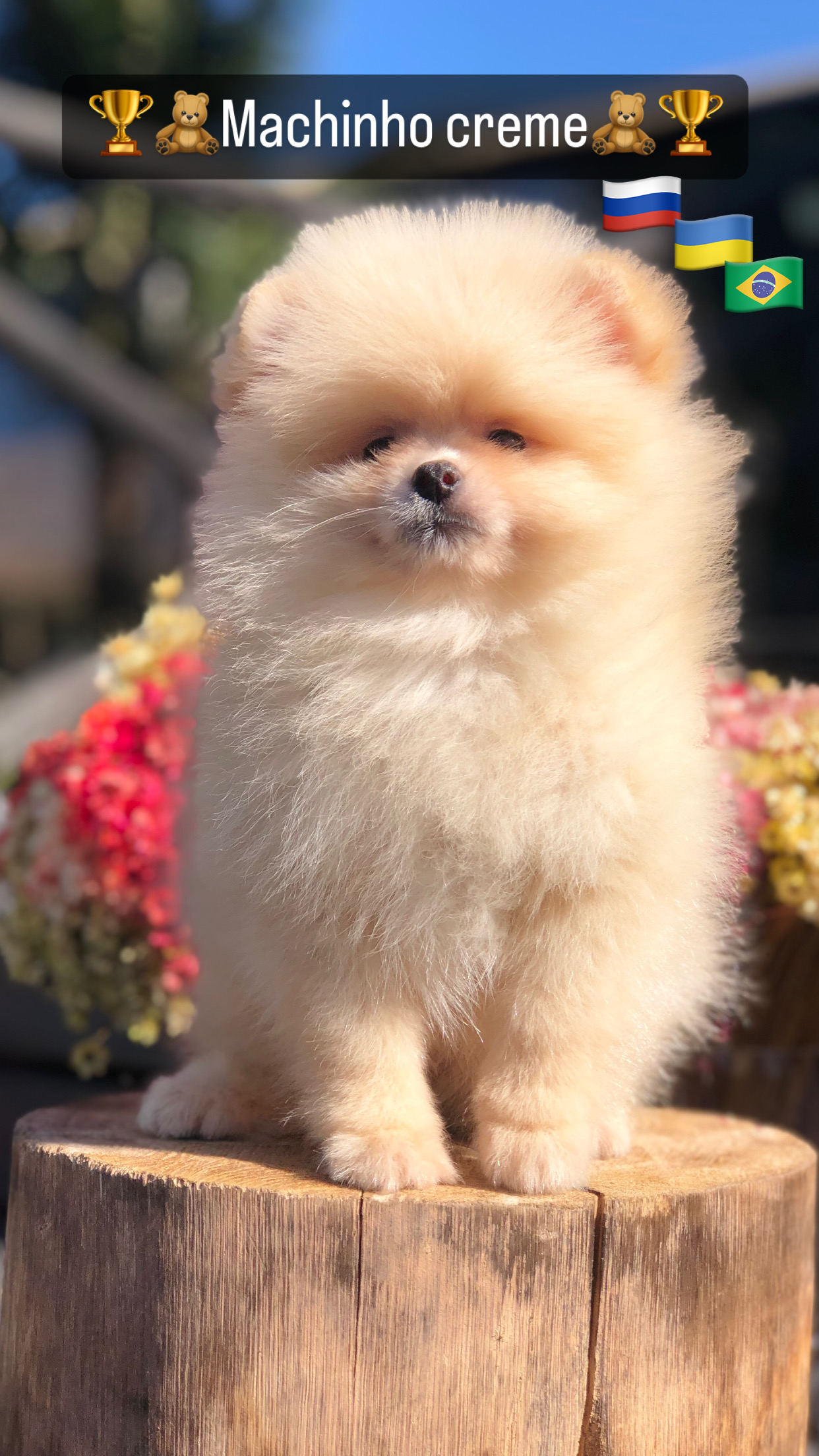 Lindo pomerania linhagem importada