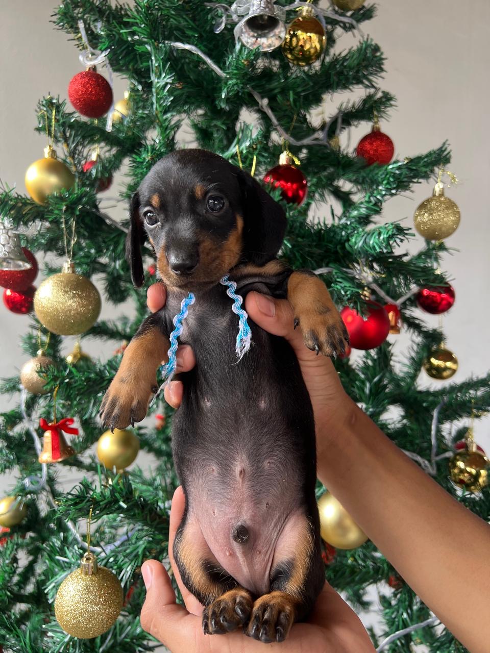 Portal Vendocão  Vendas Várzea Grande-MT