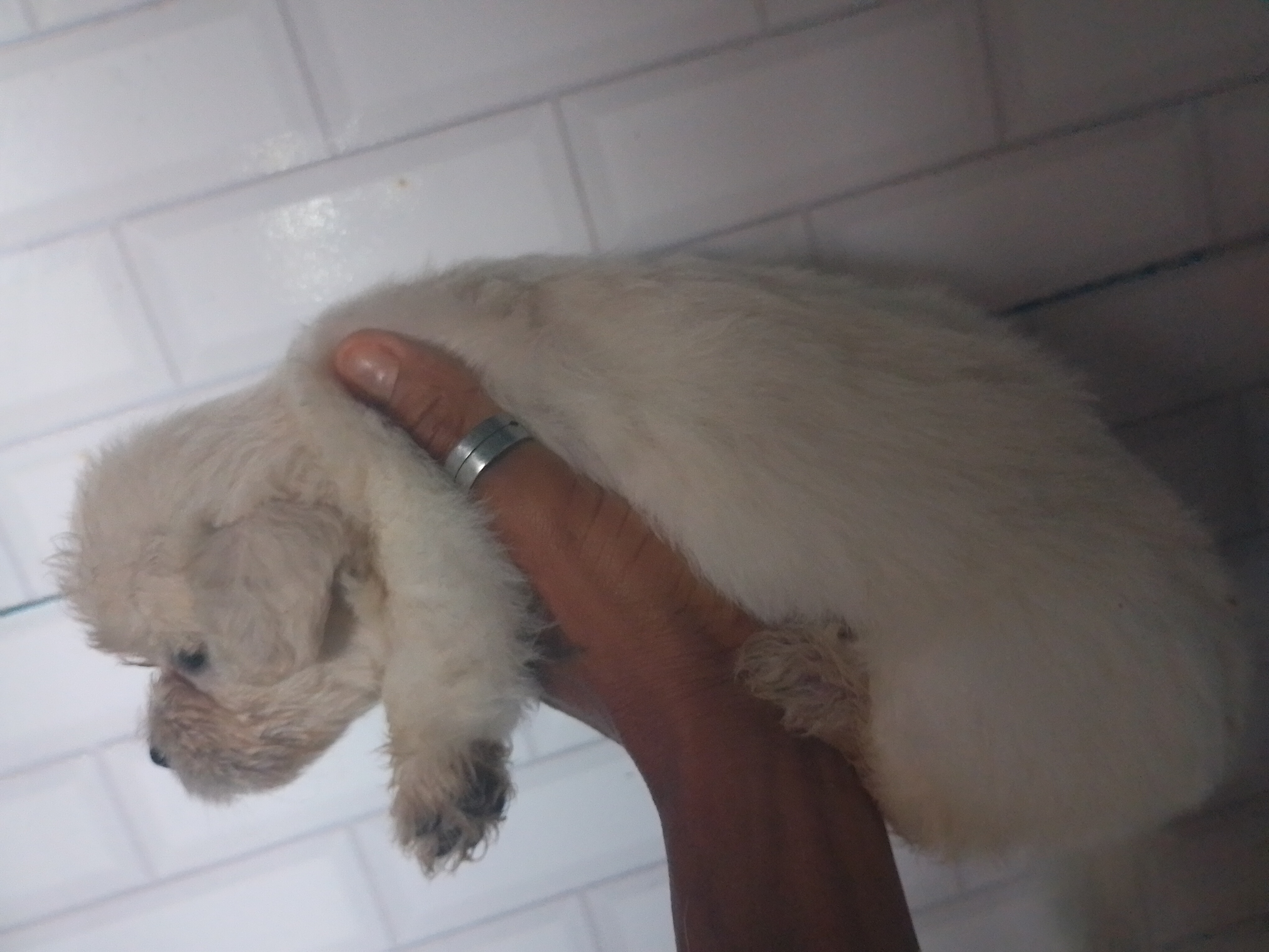 Portal Vendocão Vendo Shitzu  Lauro de Freitas 