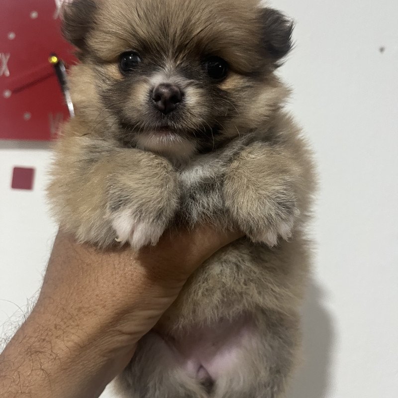 Filhote de Lulu da Palmeranha - Foto 2