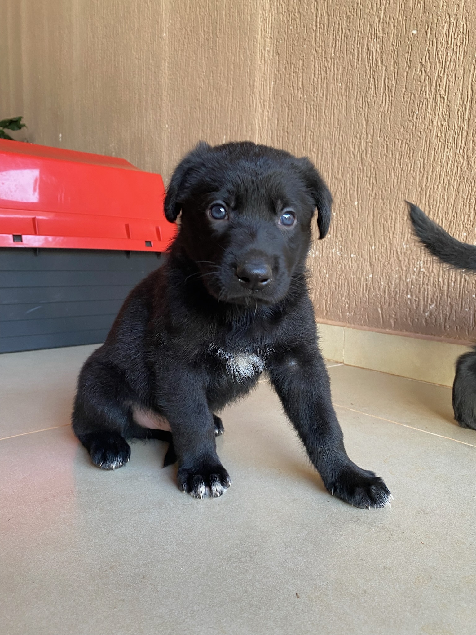 filhotes de Pastor Belga Malinois Estrela D Oeste