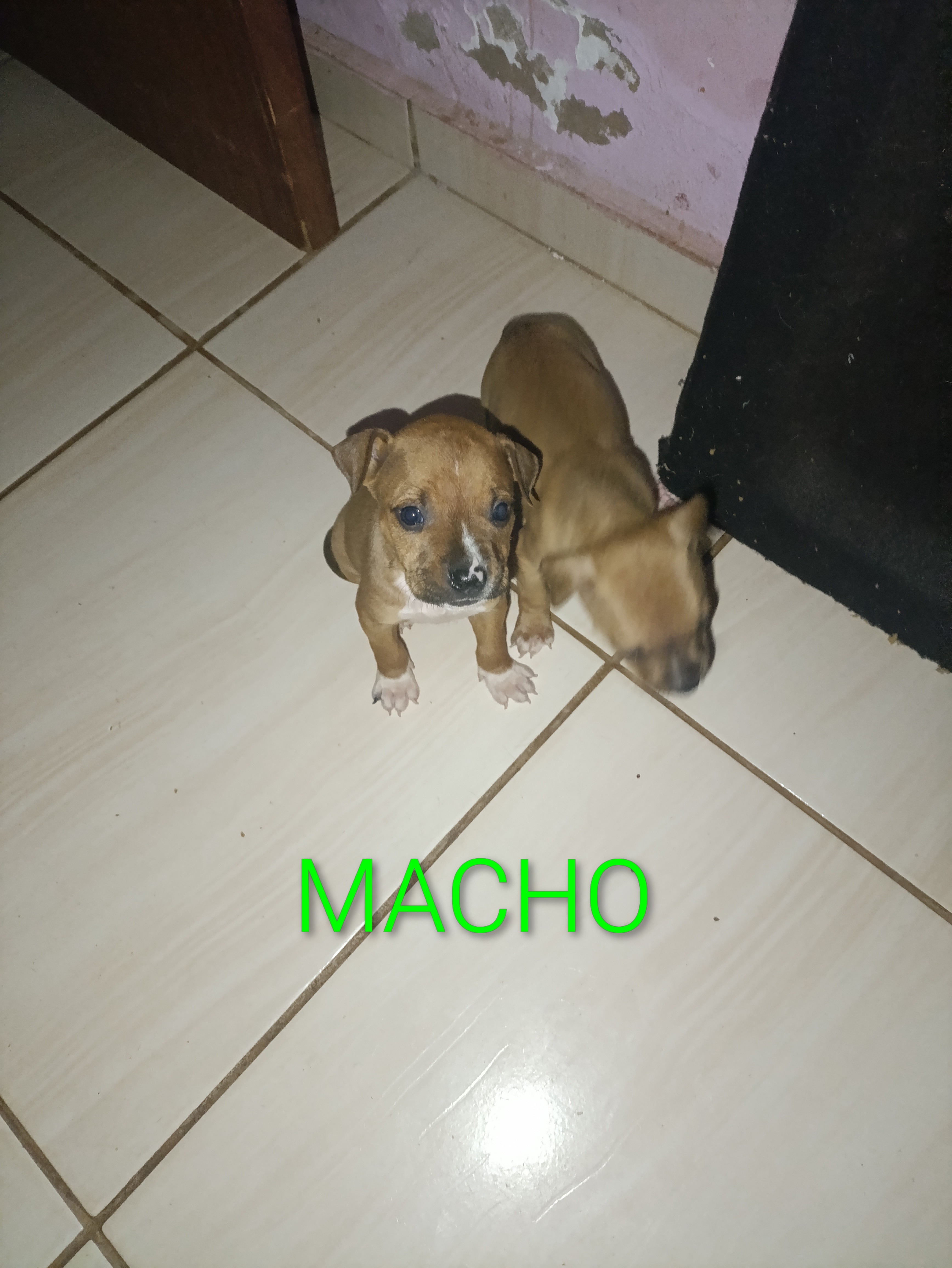 Portal Vendocão Pitbull Campo grande