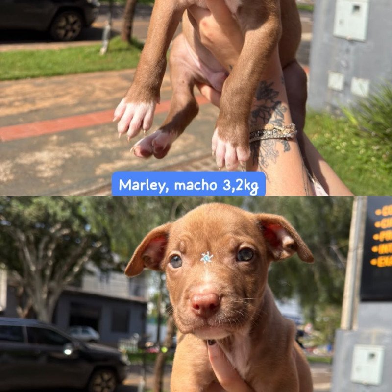 Vendo filhotes de pitbull femea e macho - Foto 5
