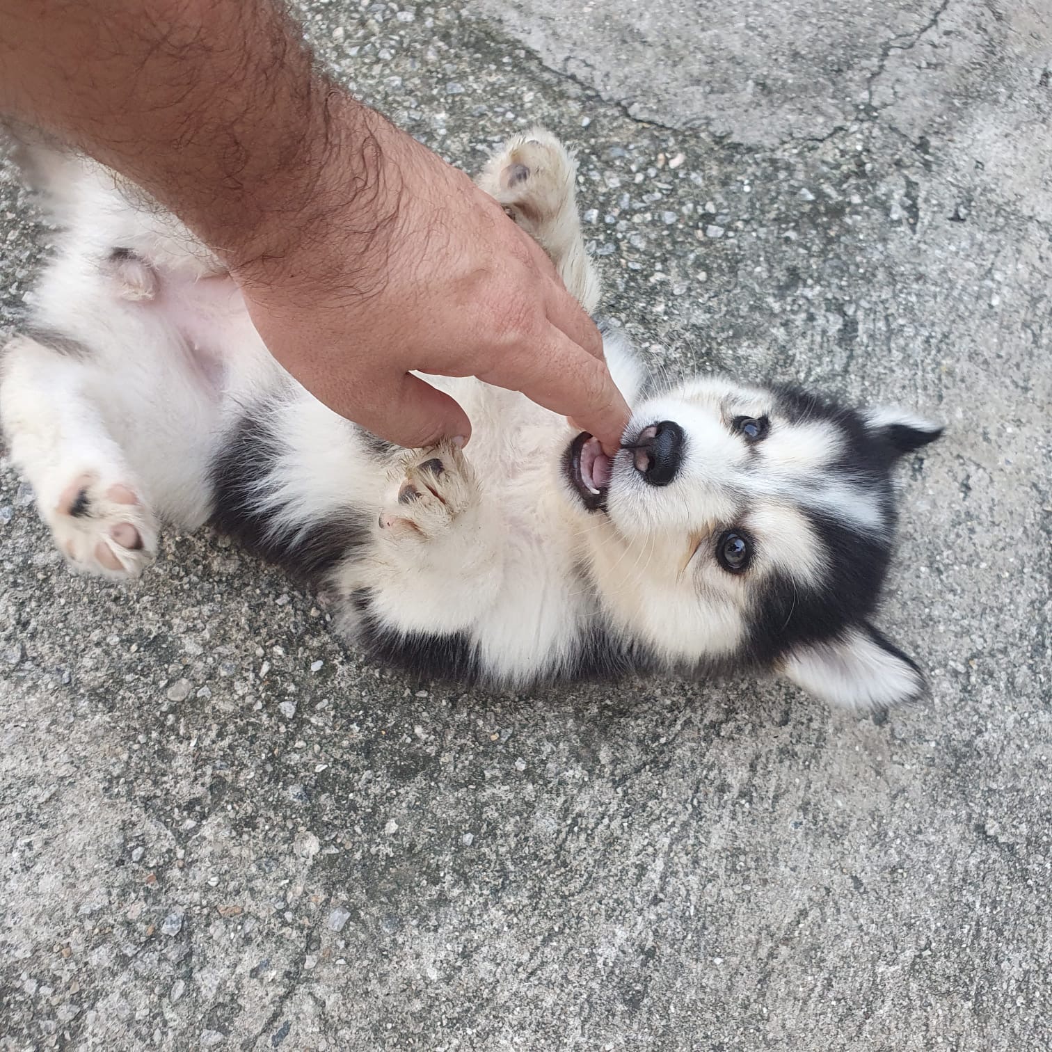 Portal Vendocão Husky Siberiano Fêmea Fortaleza
