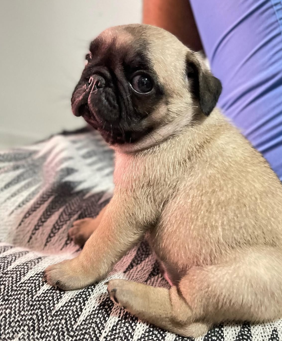 Portal Vendocão Filhote pug Maceio