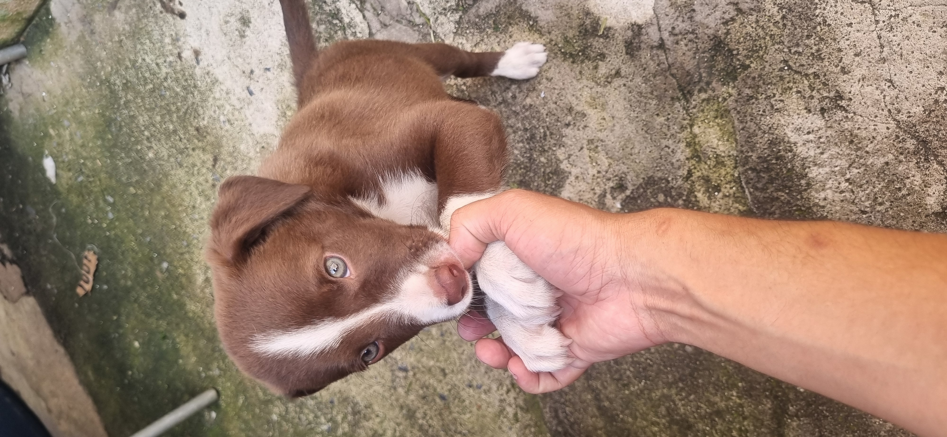 Portal Vendocão Border collie macho Belo Horizonte