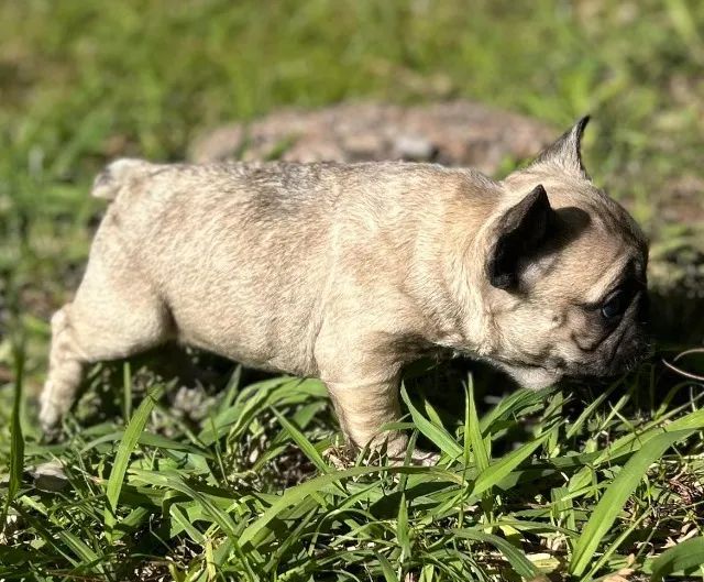 Portal Vendocão Filhote de Bulldog Francês, Lilac, Fawn Sable, Exótico PORTO ALEGRE