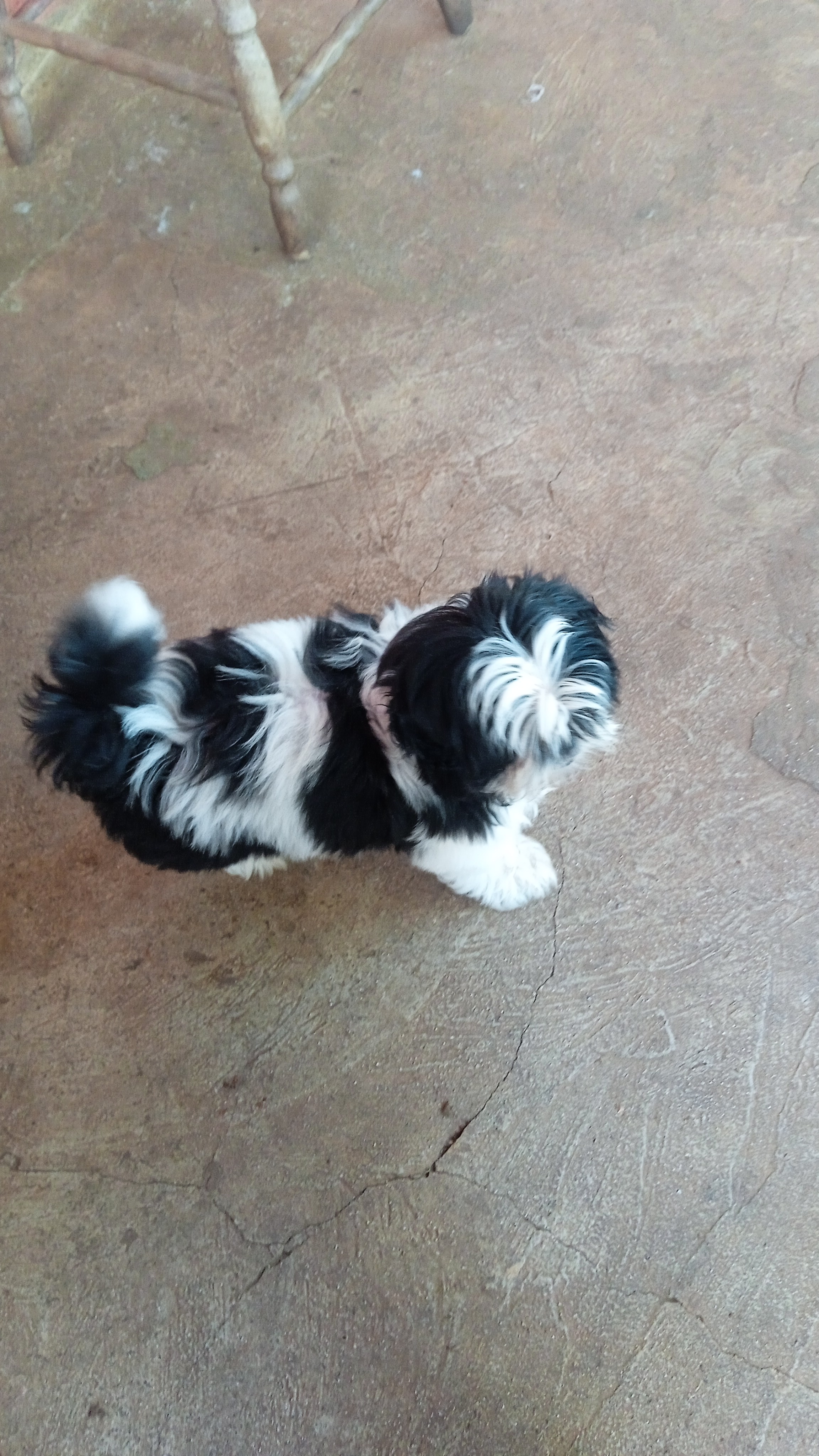 Portal Vendocão Vendo shih Tzu  Goioxim 