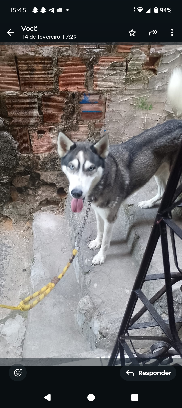 Portal Vendocão Cachorro lindo  Salvador