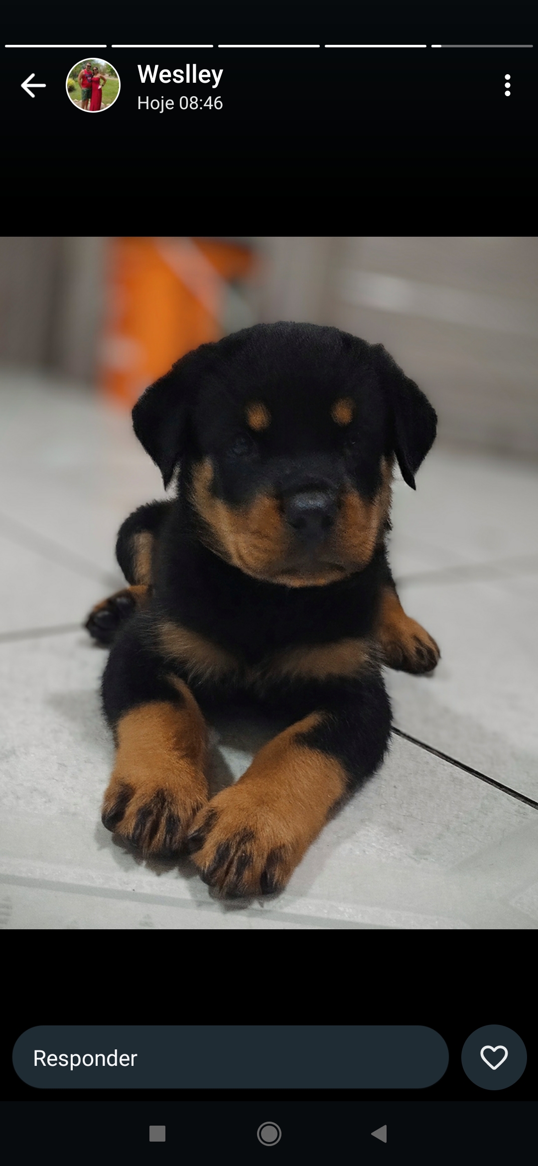 Portal Vendocão  Rottweiler  Aracaju