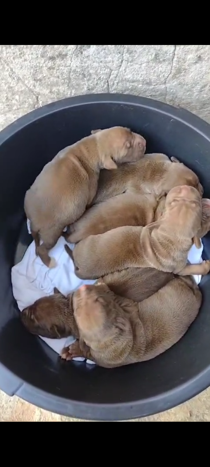 Portal Vendocão Filhotes de Pitbull red nose  Natal