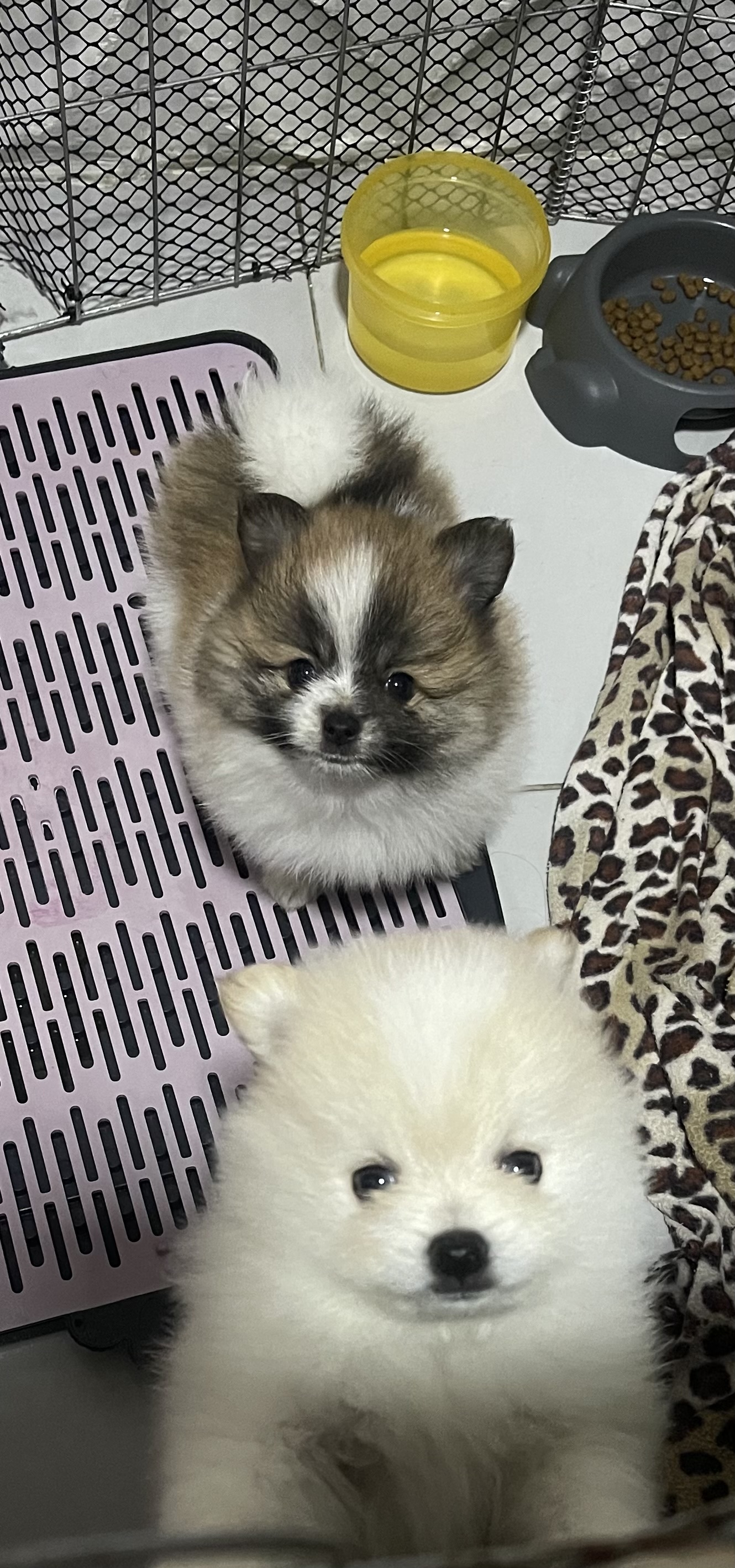 Portal Vendocão Venda Jaboatão dos Guararapes