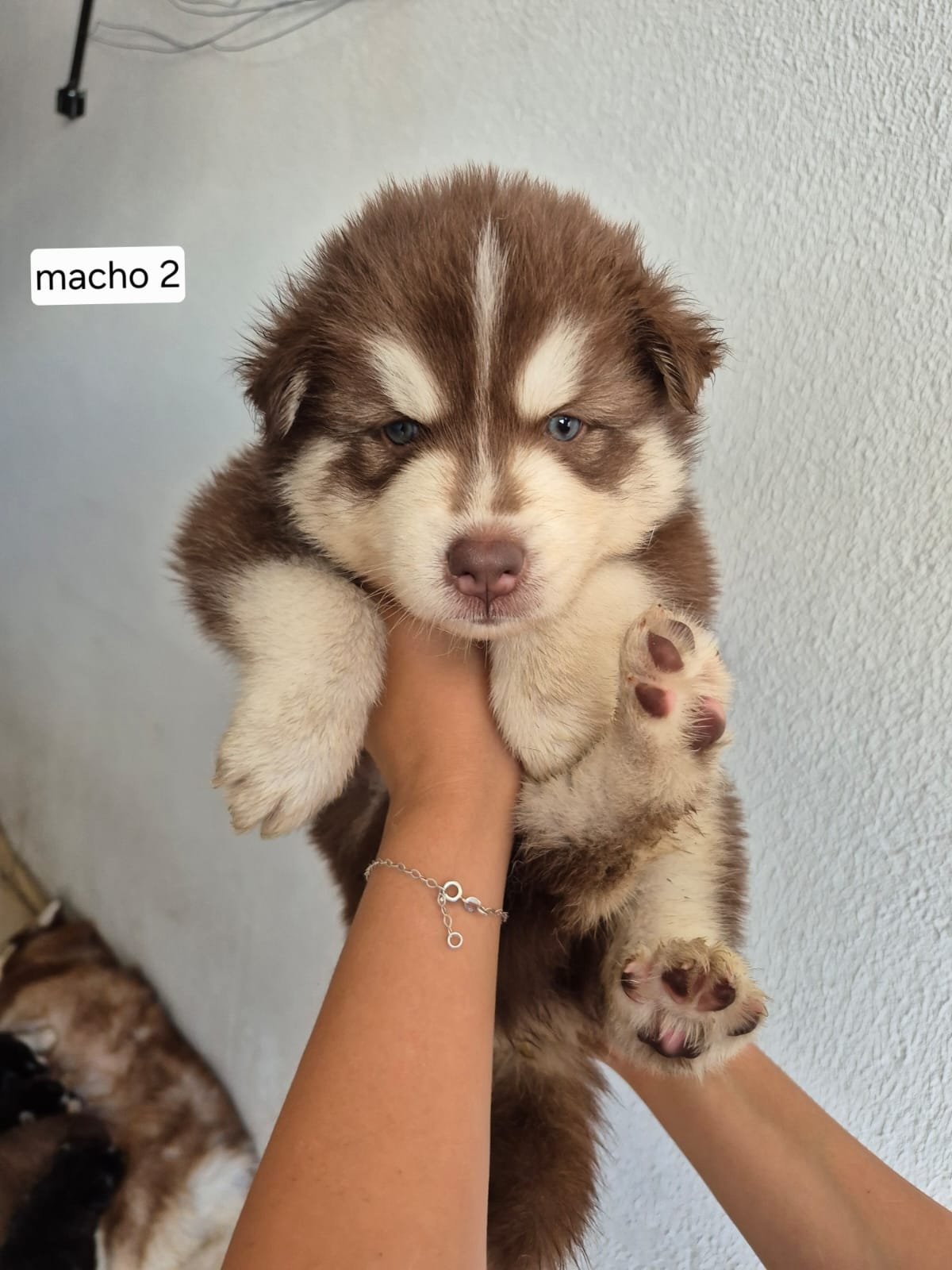 Husky Siberiano - Foto 1