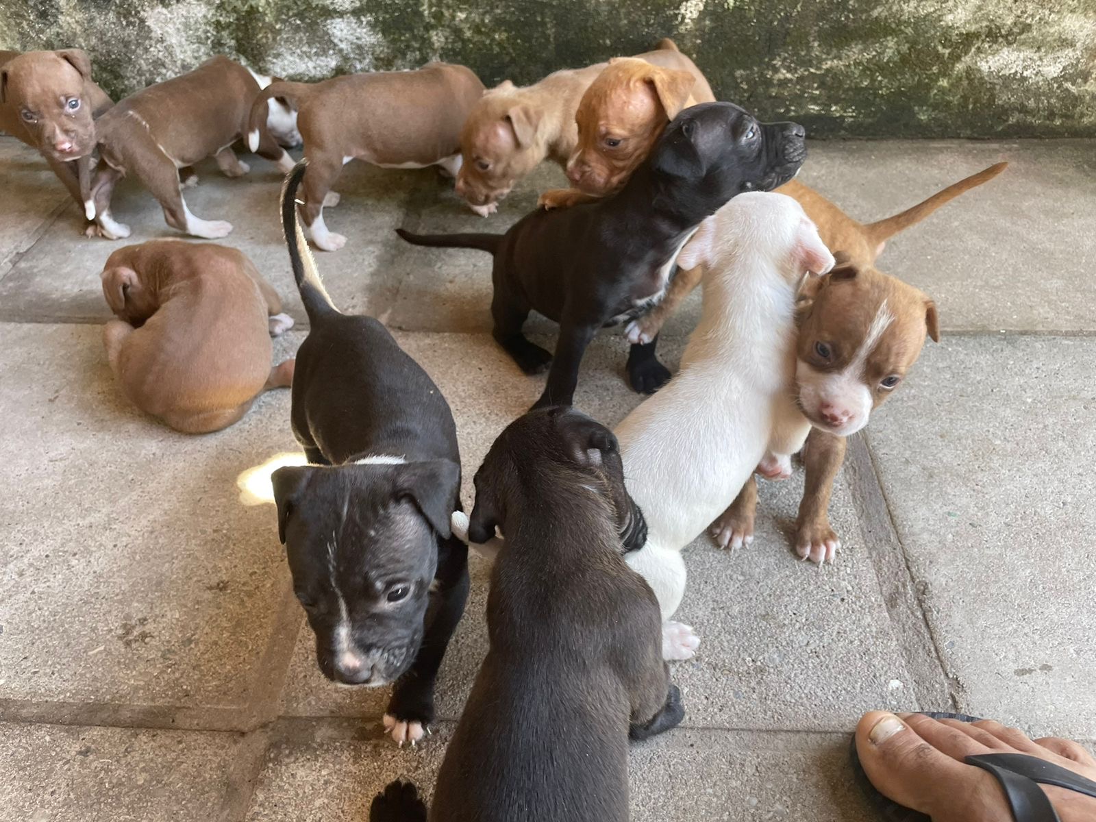 Portal Vendocão Vendo filhotes de pitbull  João Pessoa