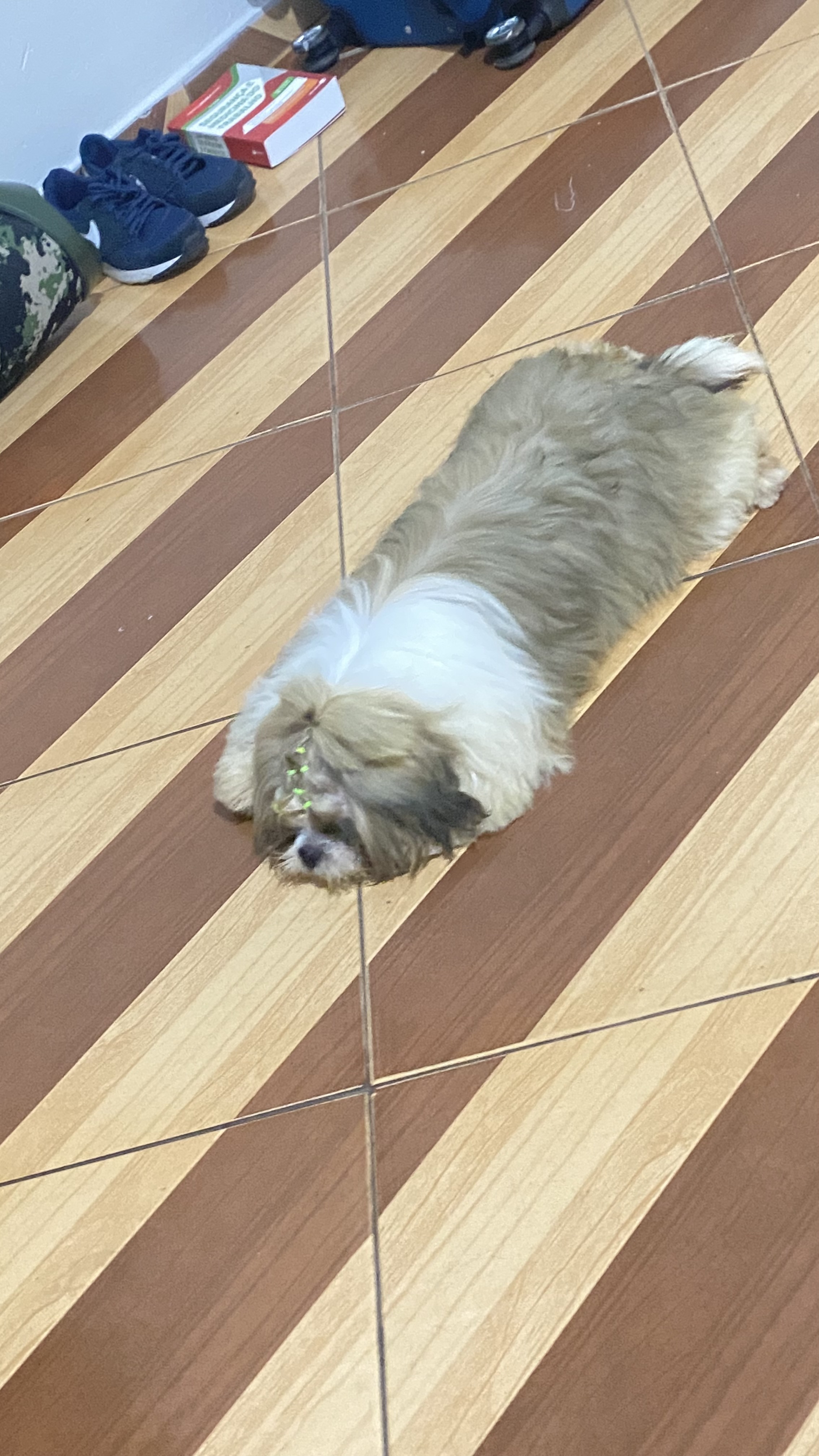 Shihtzu Macho - Foto 2