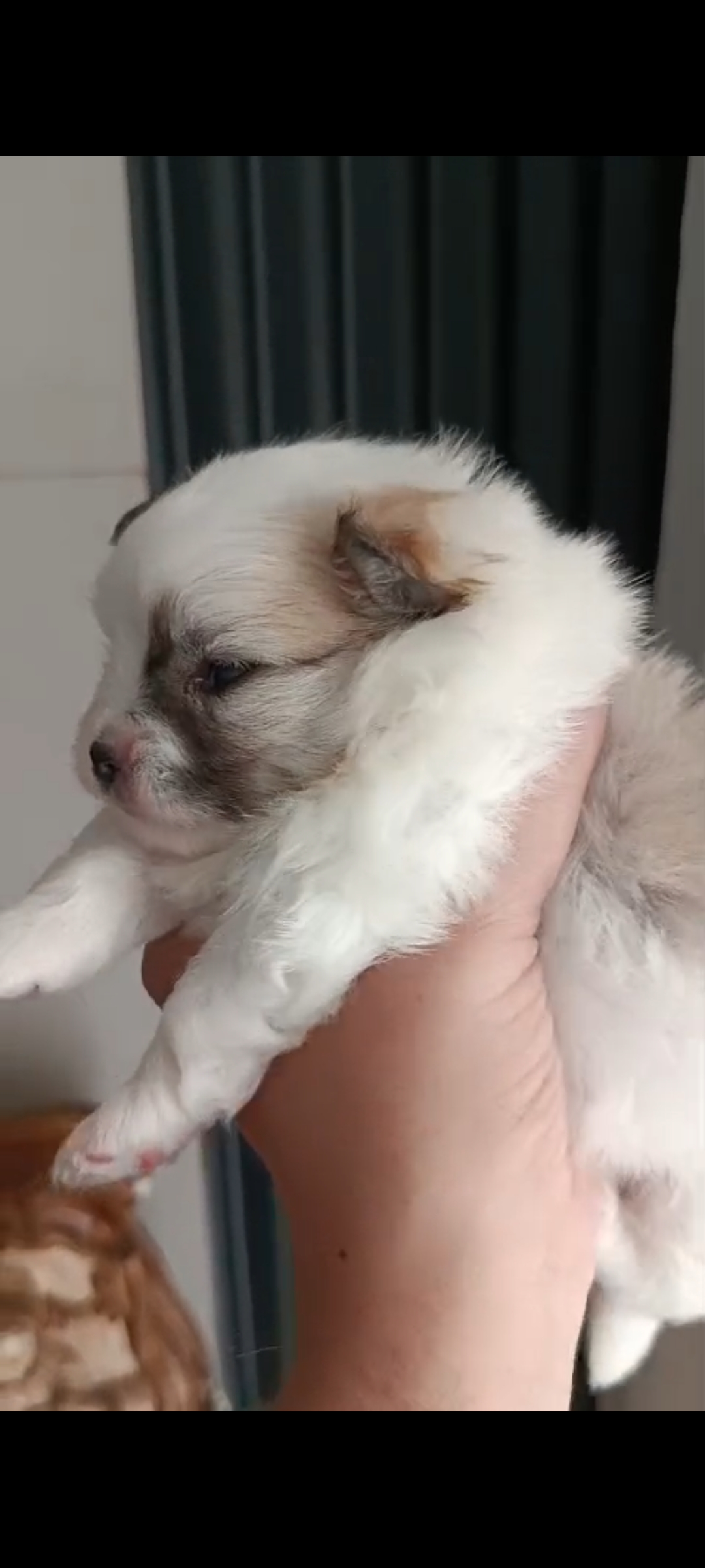 Filhotes Lulu da Pomerânia (Spitz alemão) - Foto 2