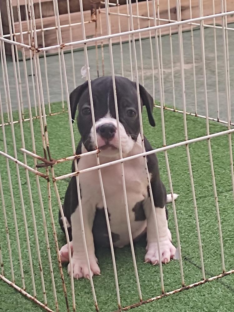 Portal Vendocão VENDO FILHOTES DE AMERICAN BULLY Fortaleza