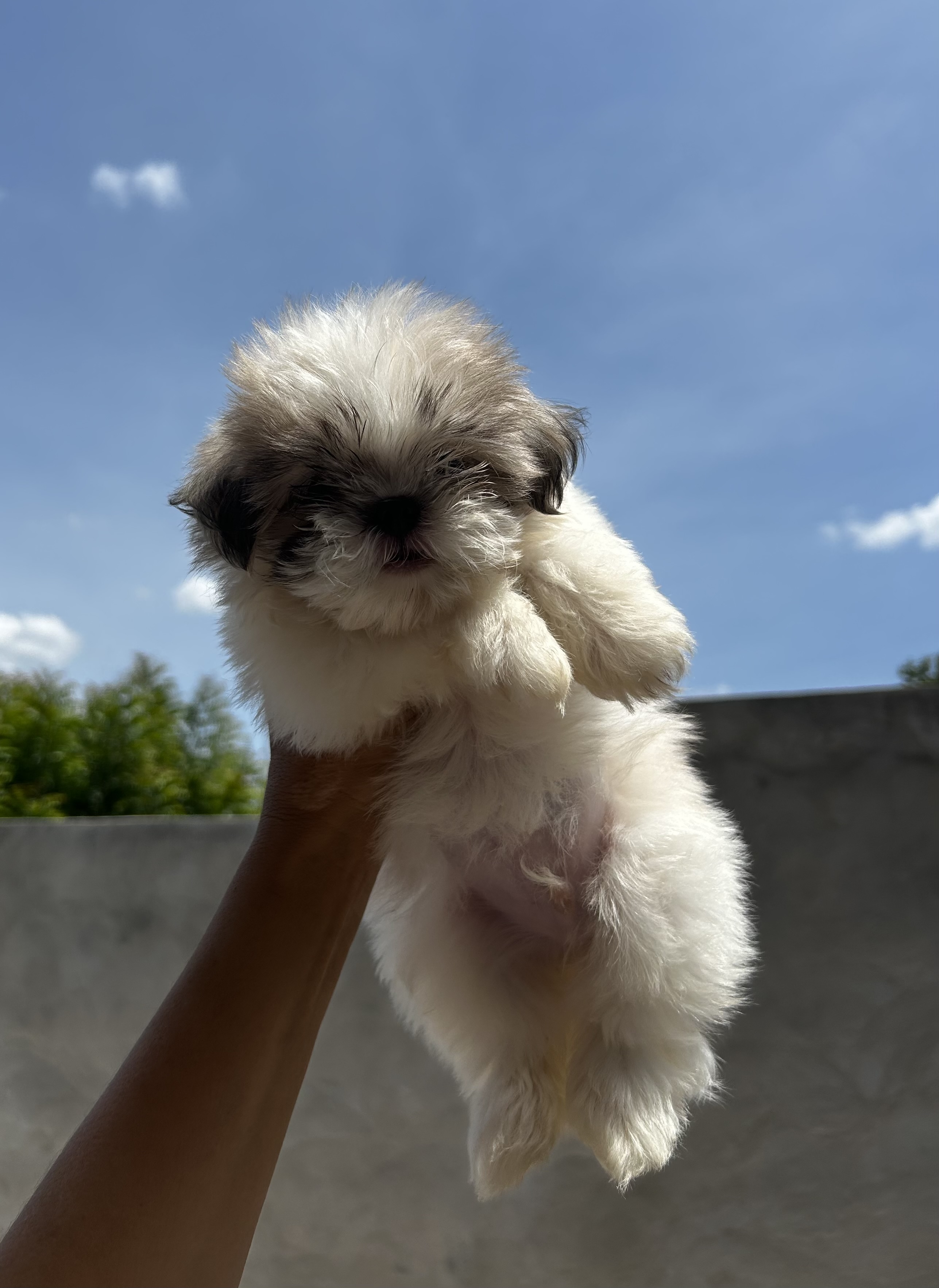 Portal Vendocão Vendo filhote  mini macho Teresina