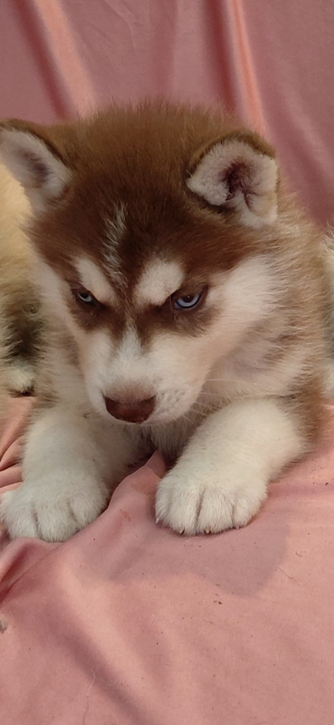 Huski siberiano  - Foto 1